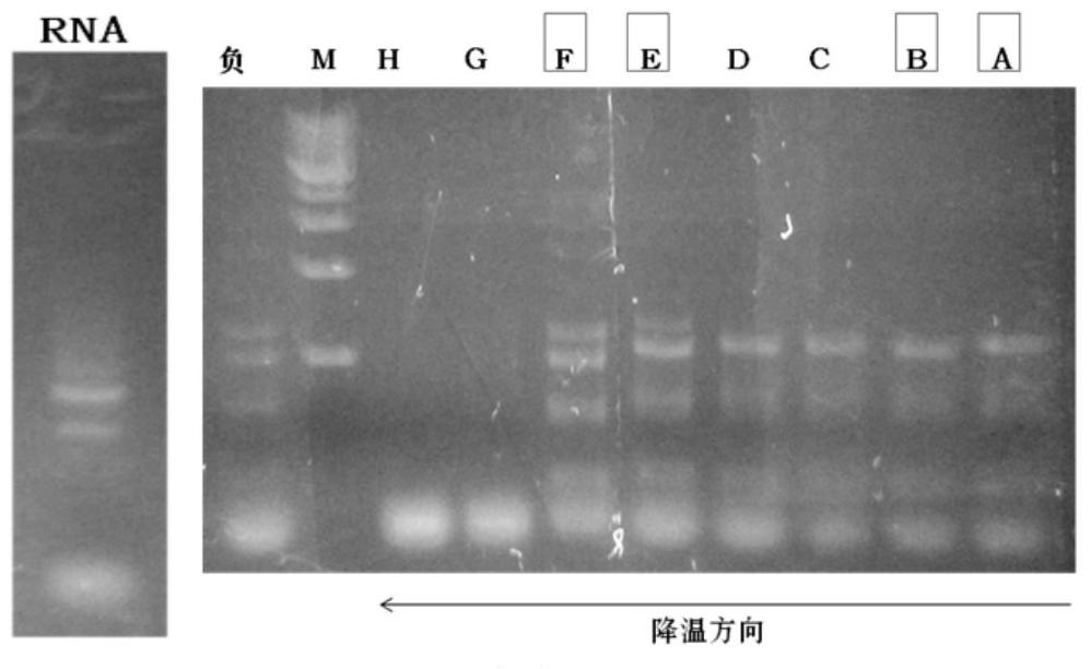 Schizochytrium α-tubulin related sequence and its application