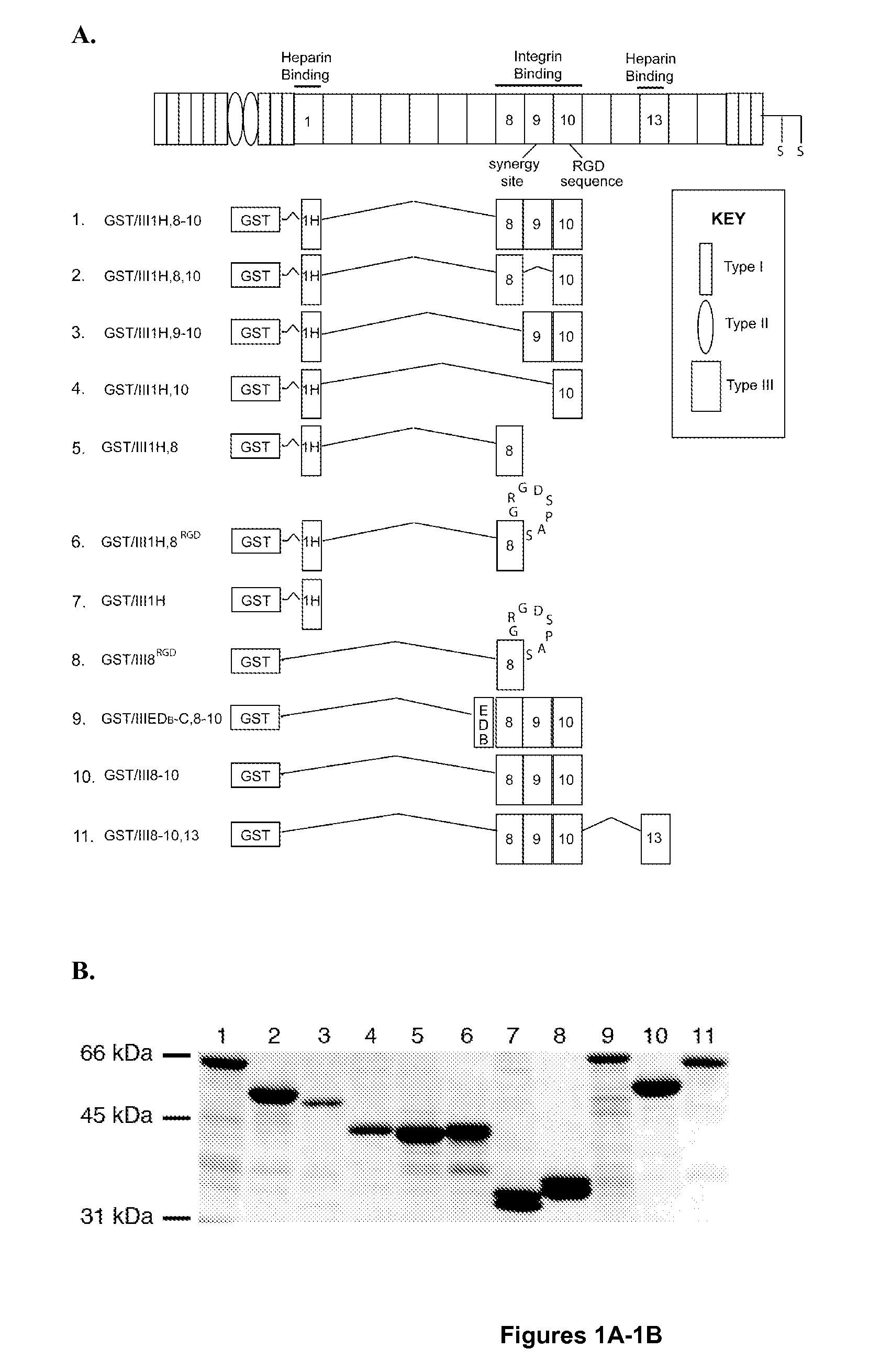 Chimeric fibronectin matrix mimetics and uses therof