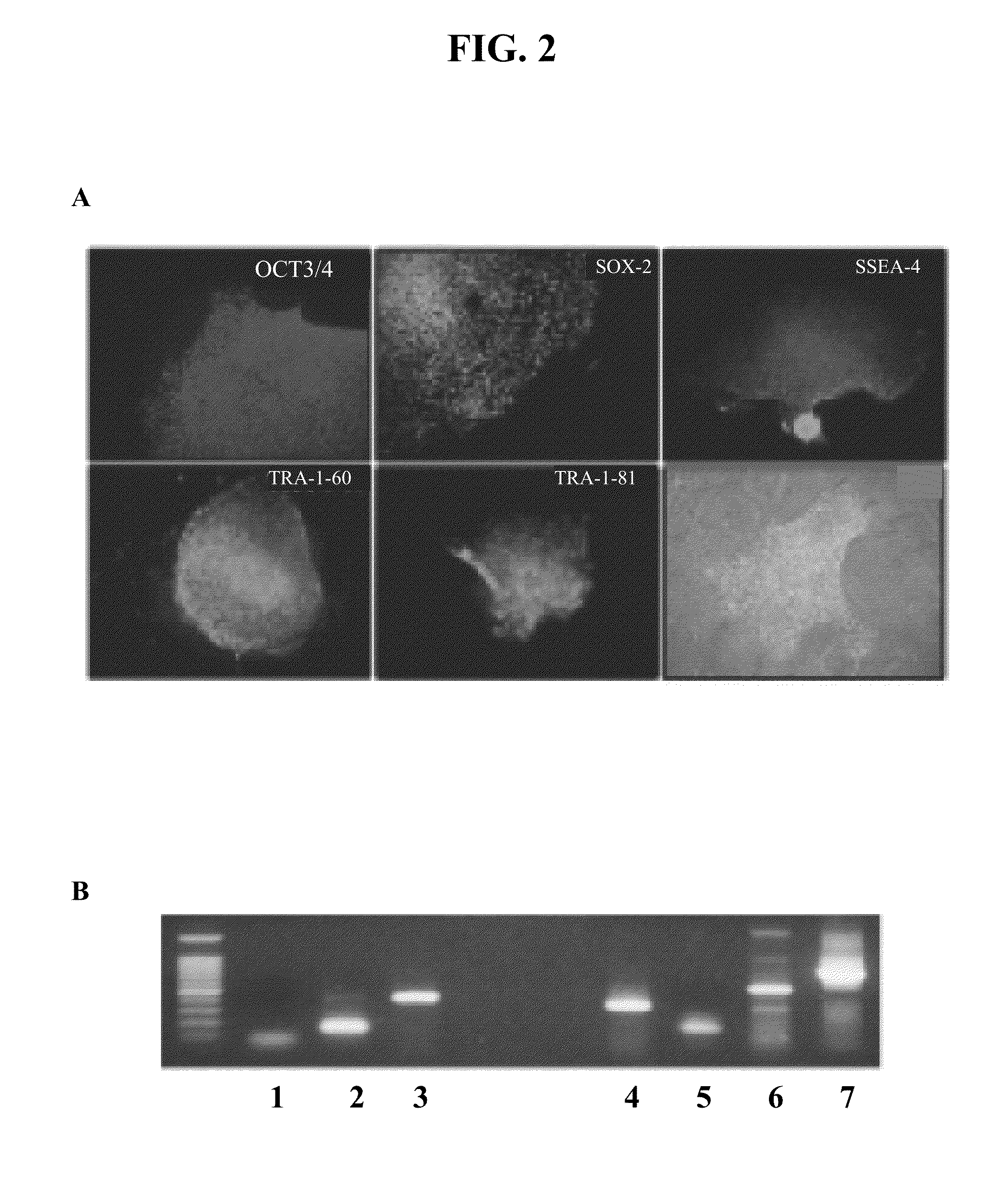 Methods and compositions for growth of cells and embryonic tissue on a synthetic polymer matrix