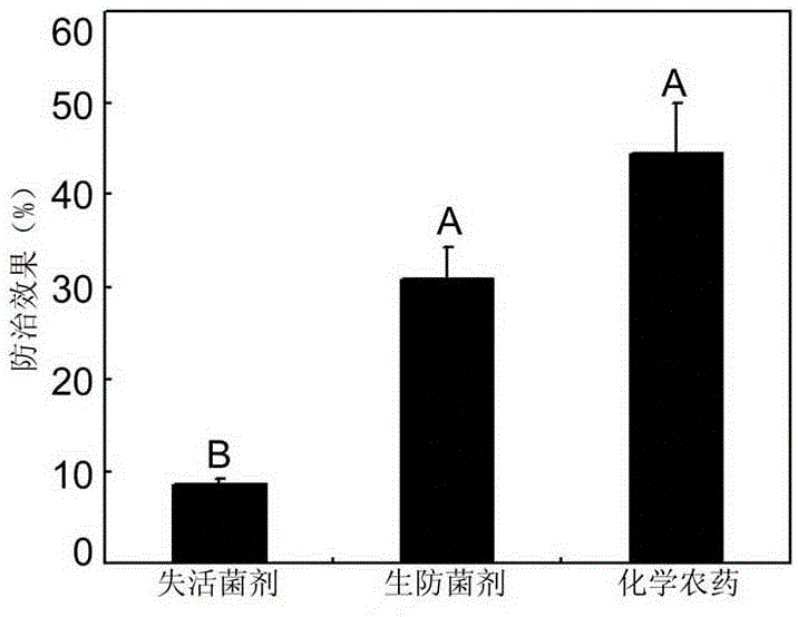 Application of LY-6 (Rhodopseudomonas palustris LY-6) biocontrol agent in control of rice blast