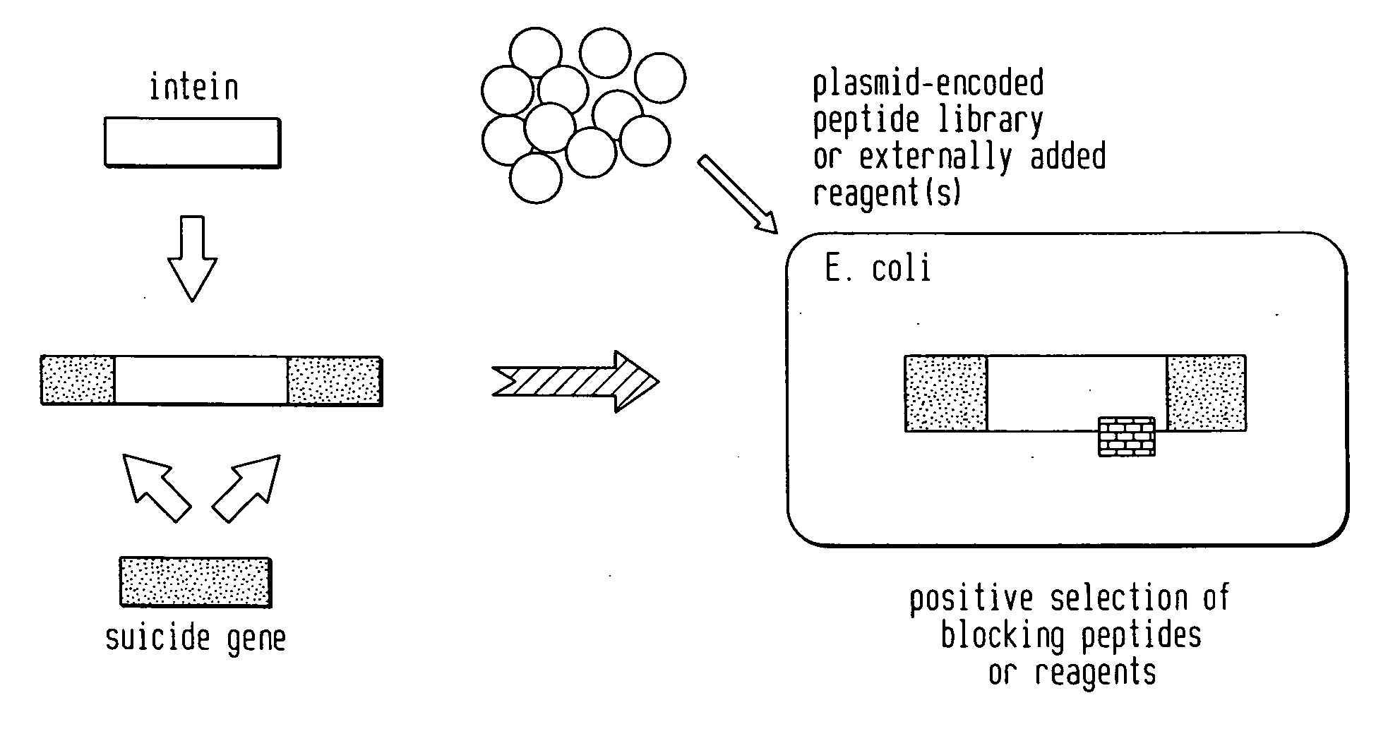 Screening and use of reagents which block or activate intein splicing utilizing natural or homologous exteins