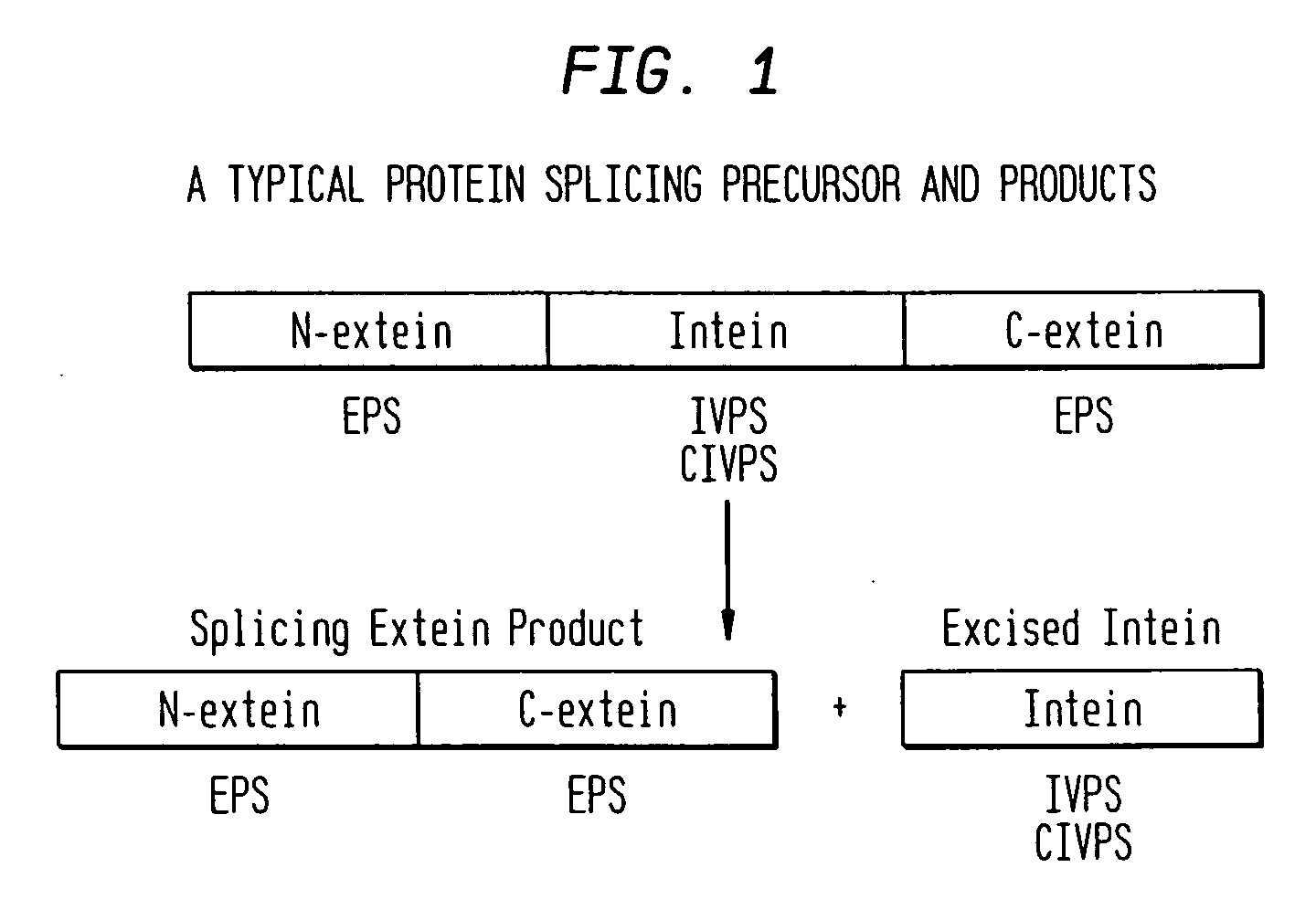 Screening and use of reagents which block or activate intein splicing utilizing natural or homologous exteins