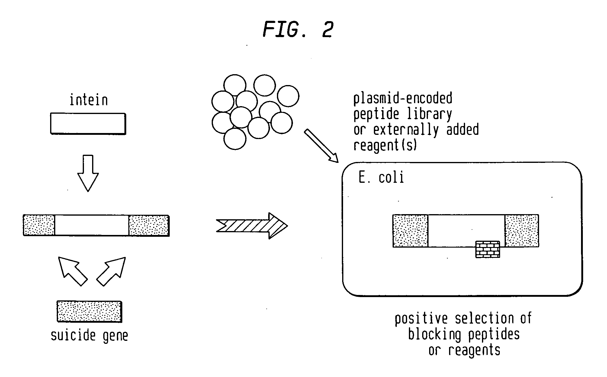 Screening and use of reagents which block or activate intein splicing utilizing natural or homologous exteins