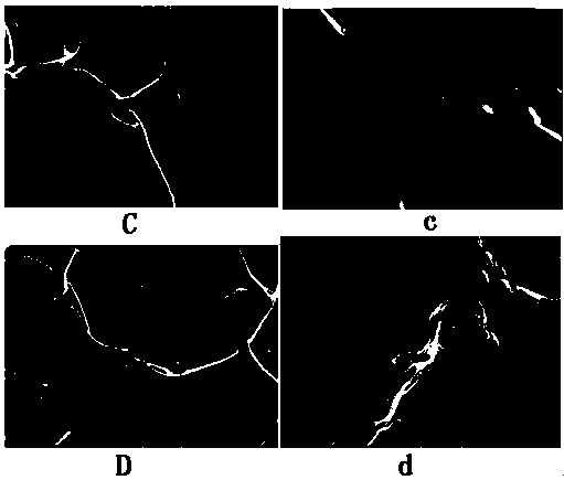 Adsorbent material for surface-coupling gelatin of polyurethane foam, preparation method and application thereof