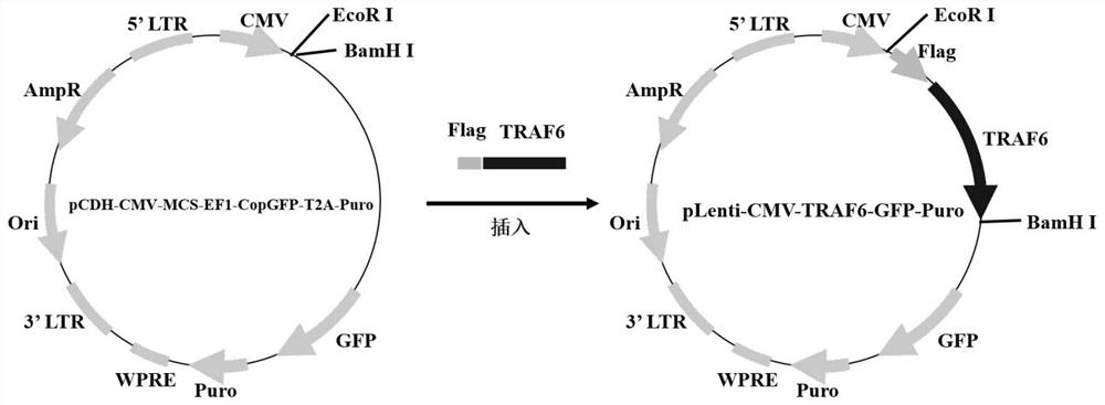 DC cell for overexpression of TRAF6, DC cell vaccine, construction method and application