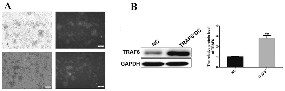 DC cell for overexpression of TRAF6, DC cell vaccine, construction method and application