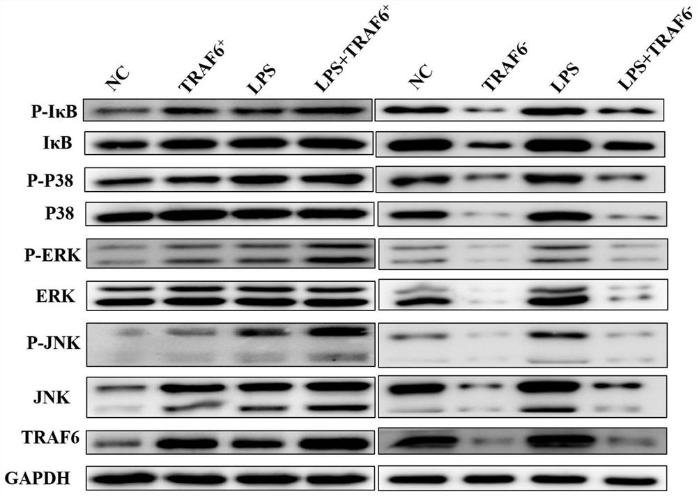 DC cell for overexpression of TRAF6, DC cell vaccine, construction method and application