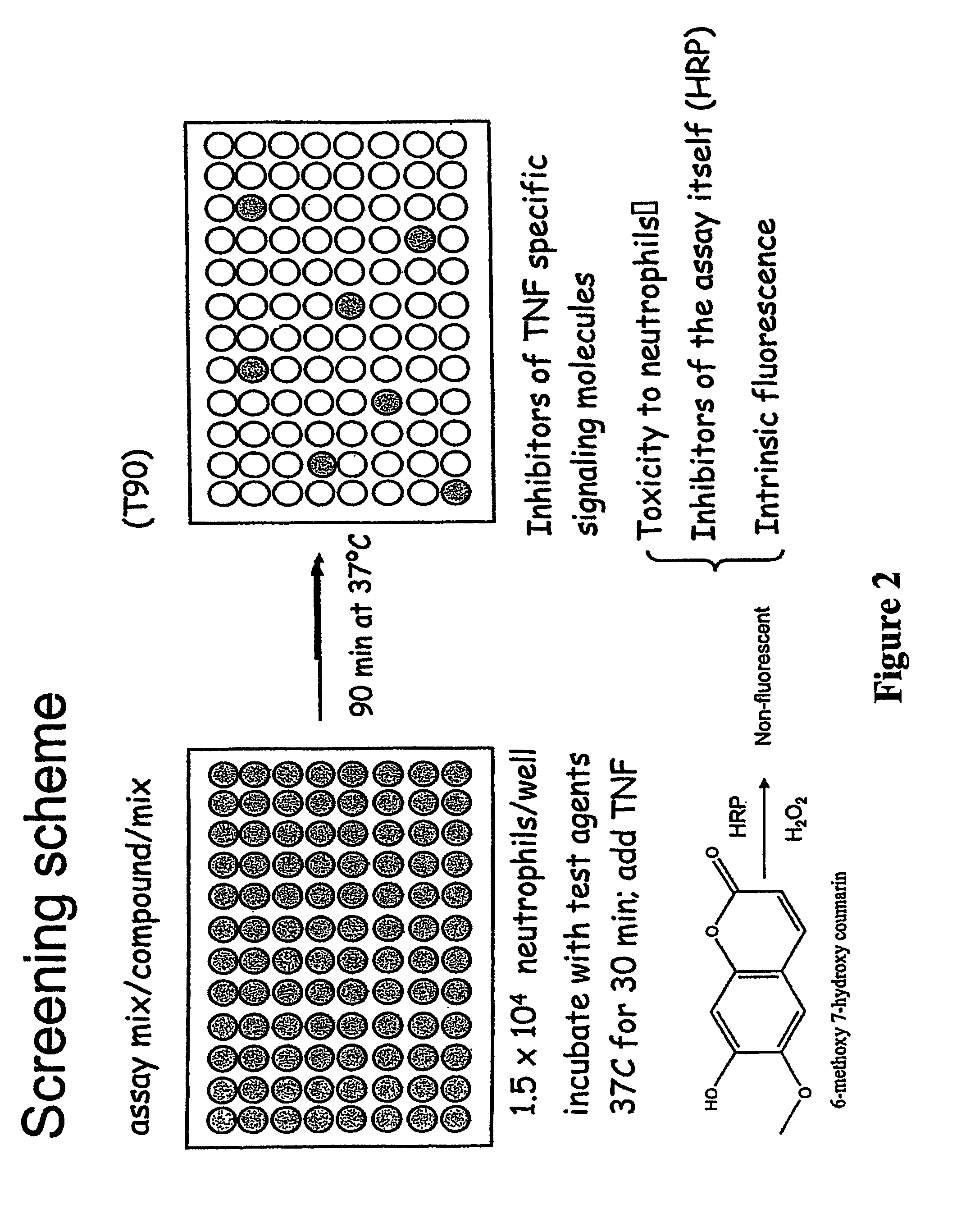 Treating an inflammatory disorder or inhibiting respiratory burst in adherent neutrophils with chemical inhibitors of neutrophil activation