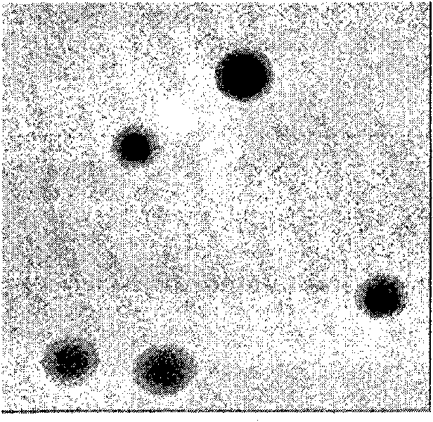 Process for production of surface-coated inorganic particles