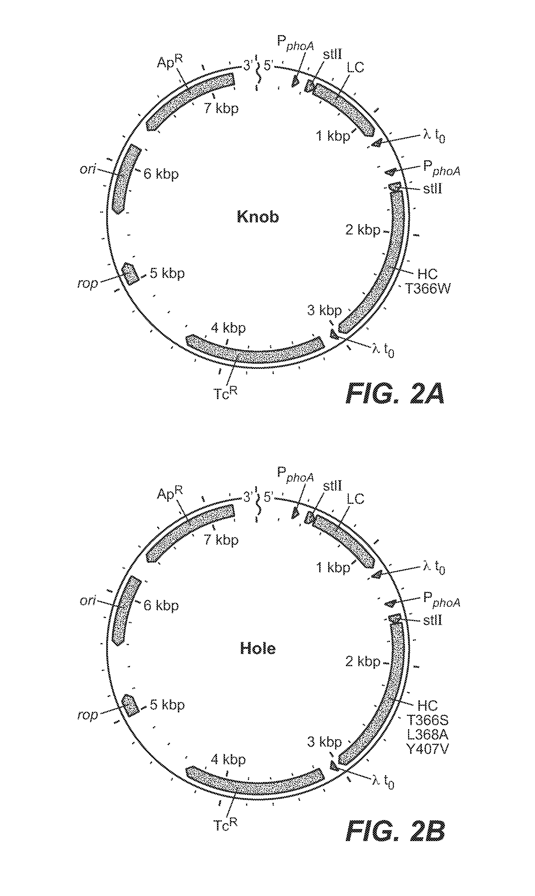 Fc VARIANTS AND METHODS FOR THEIR PRODUCTION