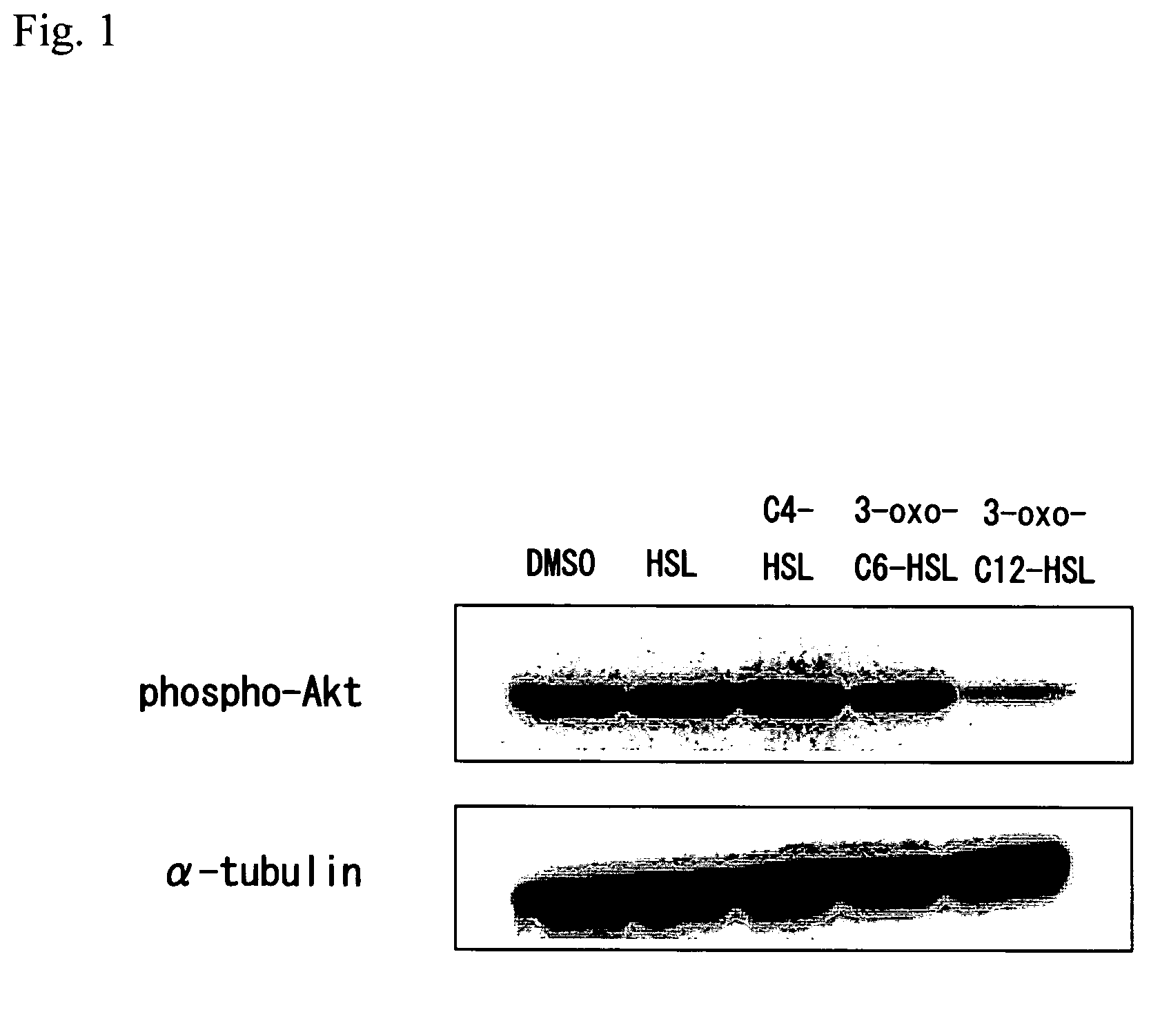 Apoptosis inducer and method of screening for a substance inhibiting acylated homoserine lactone