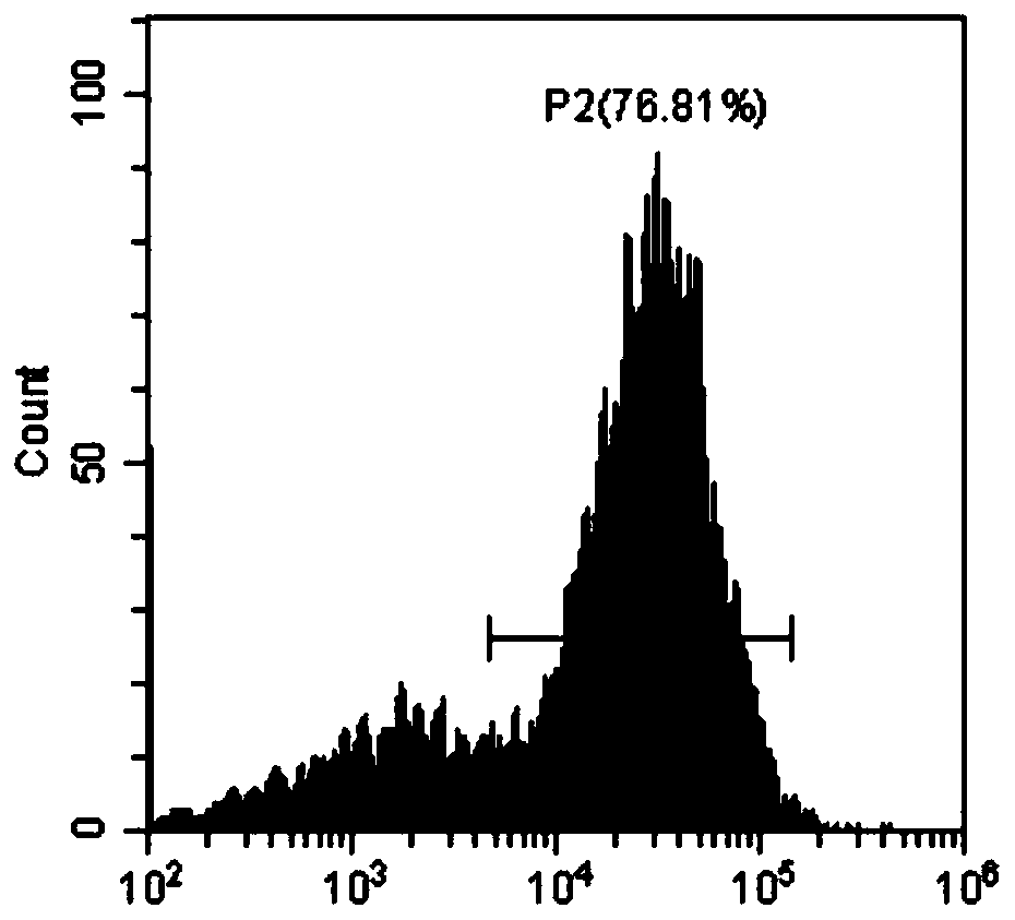 T cell antigen coupler targeting CD19, expression vector and application thereof