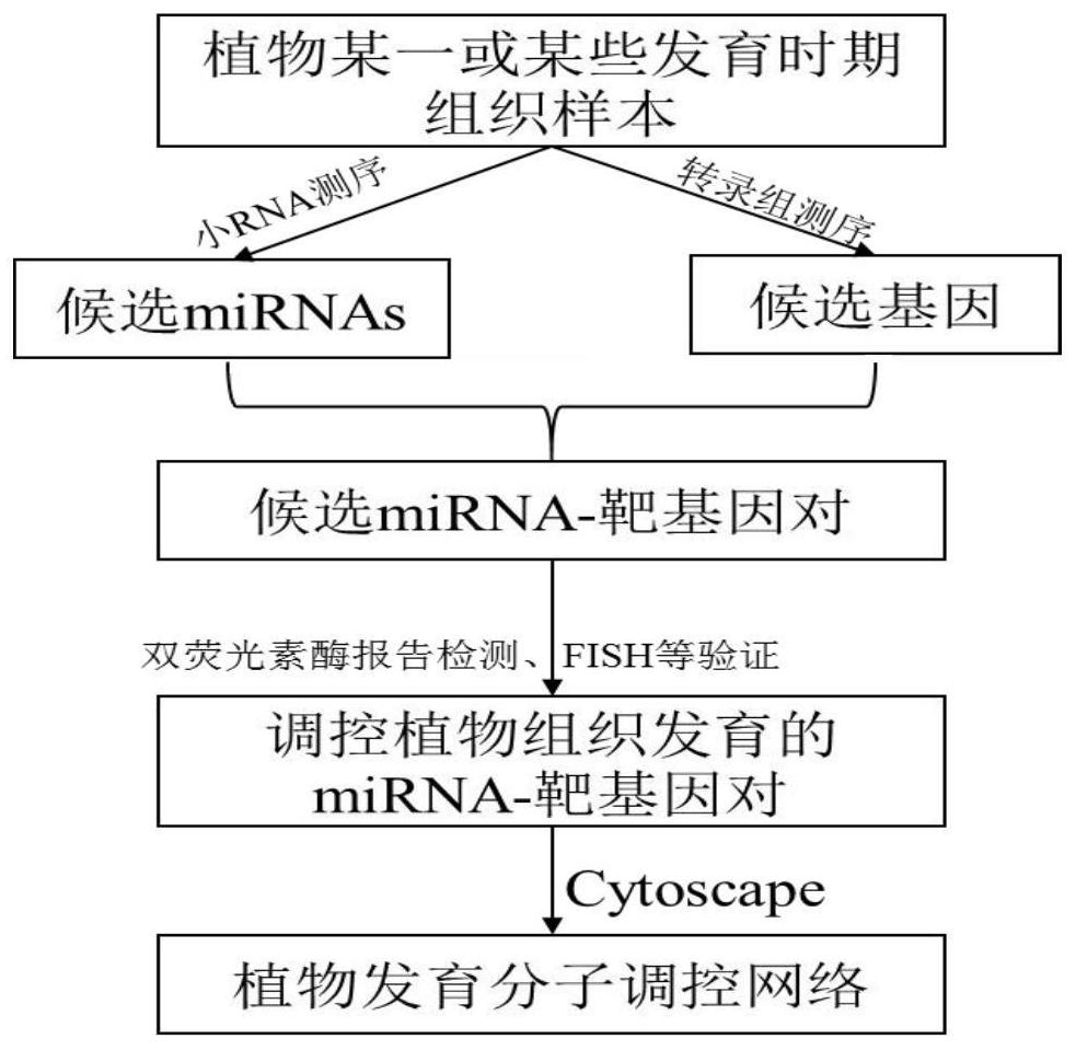 Method for exploring key regulatory factors for regulating plant development and application of key regulatory factors