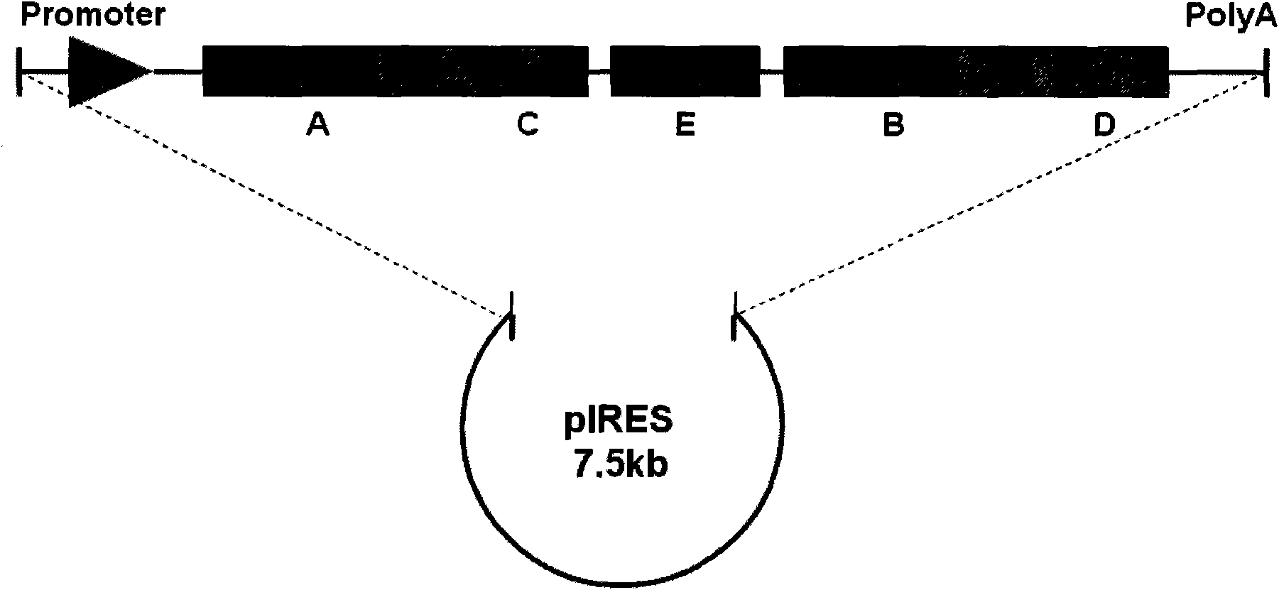 Method for marking bifluorescence protein molecule cell