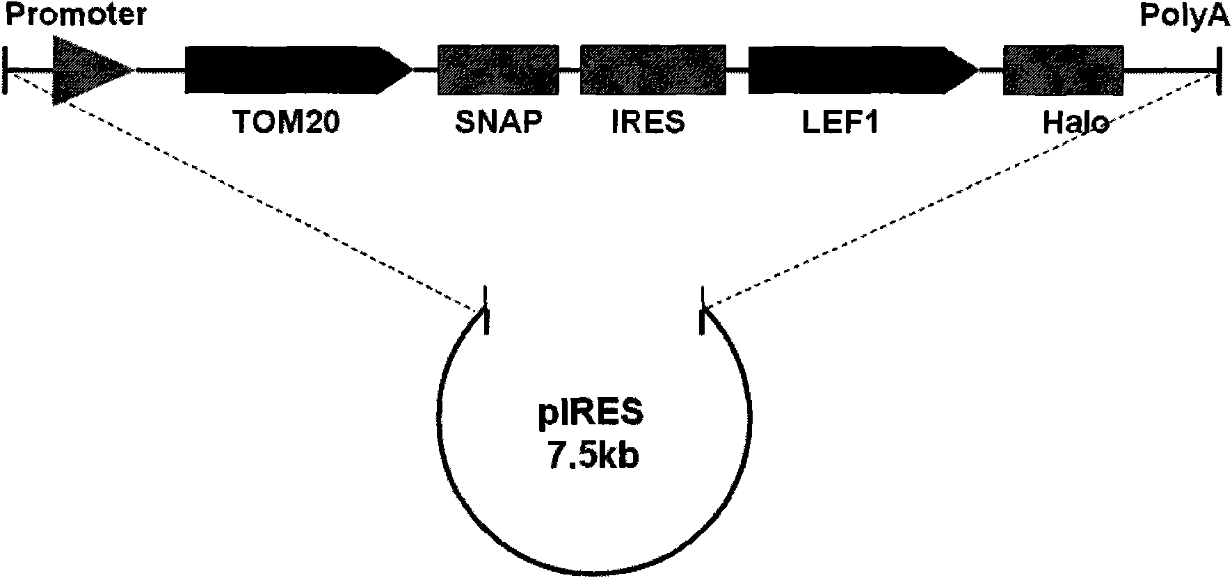 Method for marking bifluorescence protein molecule cell