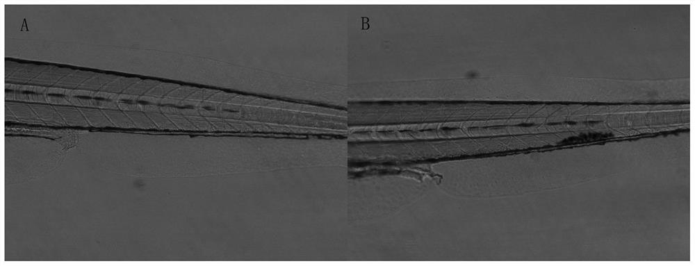 Method for preparing zebra fish thrombus model by utilizing ferric chloride