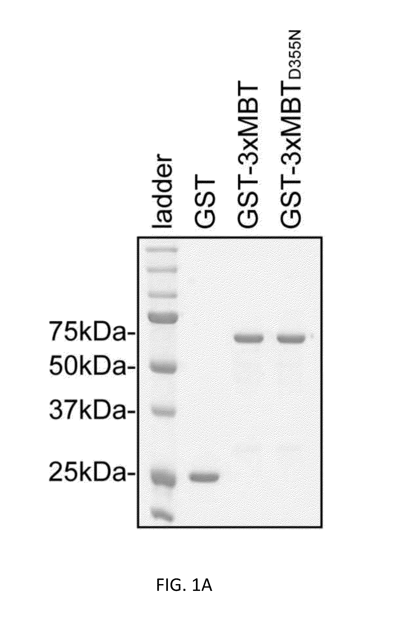 Affinity reagents and methods for detection, purification, and proteomic analysis of methylated proteins