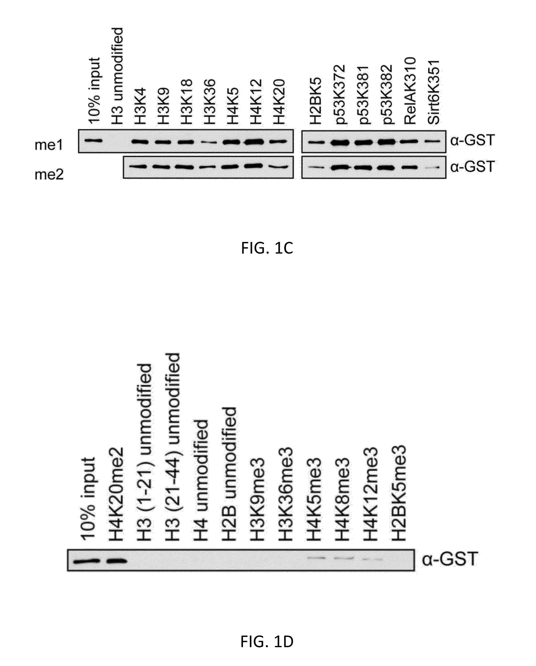 Affinity reagents and methods for detection, purification, and proteomic analysis of methylated proteins