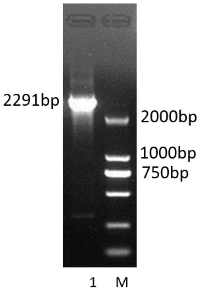 Fusion protein of chicken Newcastle disease virus and its preparation method, application and vaccine