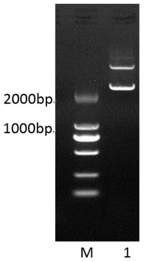 Fusion protein of chicken Newcastle disease virus and its preparation method, application and vaccine