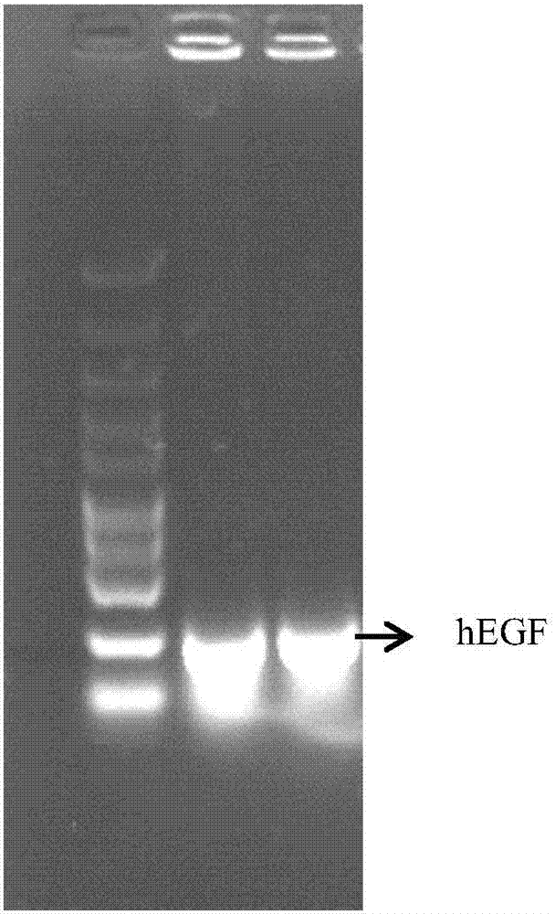 Human epidermal growth factor hEGF gene optimization sequence, method for preparing same and application of human epidermal growth factor hEGF gene optimization sequence