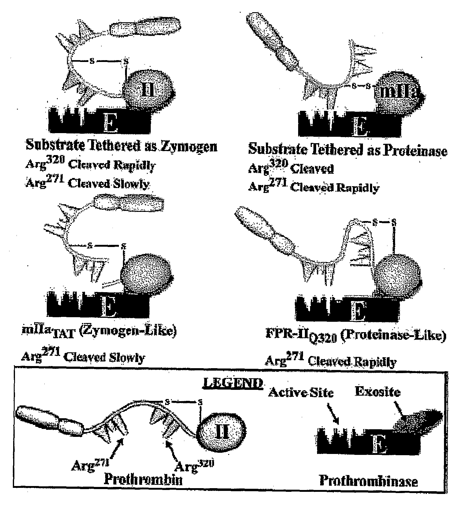 Compositions and methods for modulating hemostasis