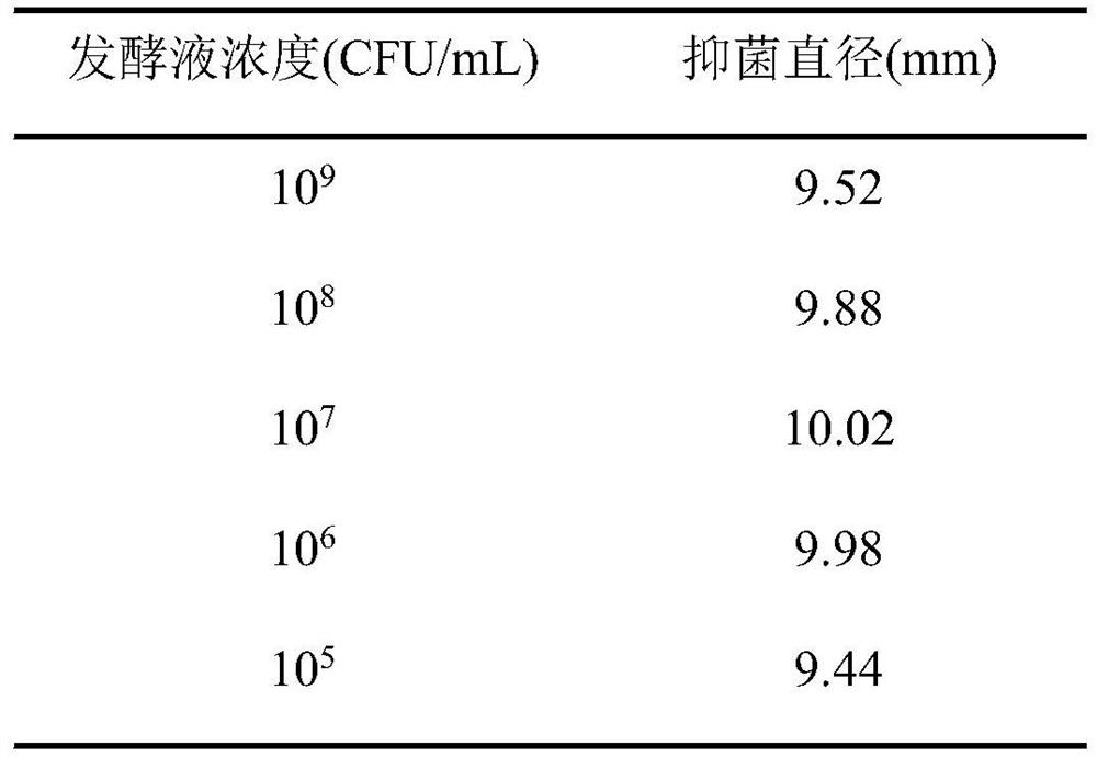 Comamonas strain for preventing and treating tomato fusarium wilt, biocontrol inoculant, preparation method of biocontrol inoculant and application of comamonas strain and biocontrol inoculant