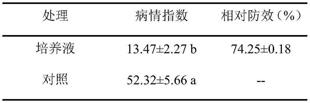 Comamonas strain for preventing and treating tomato fusarium wilt, biocontrol inoculant, preparation method of biocontrol inoculant and application of comamonas strain and biocontrol inoculant