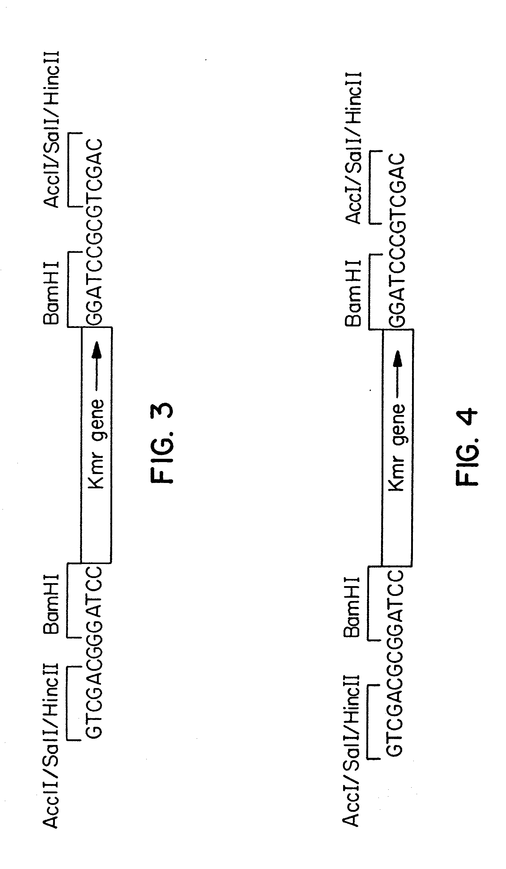 Expression and secretion of heterologous polypeptides from caulobacter