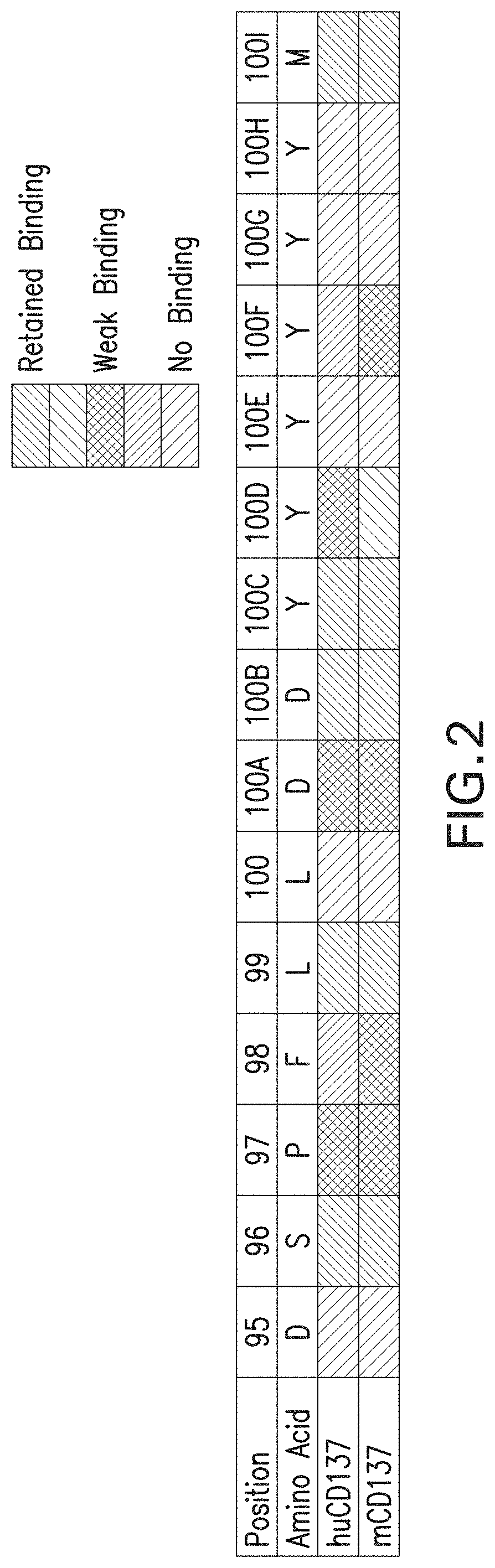 Cd137 antibodies and tumor antigen-targeting antibodies and uses thereof