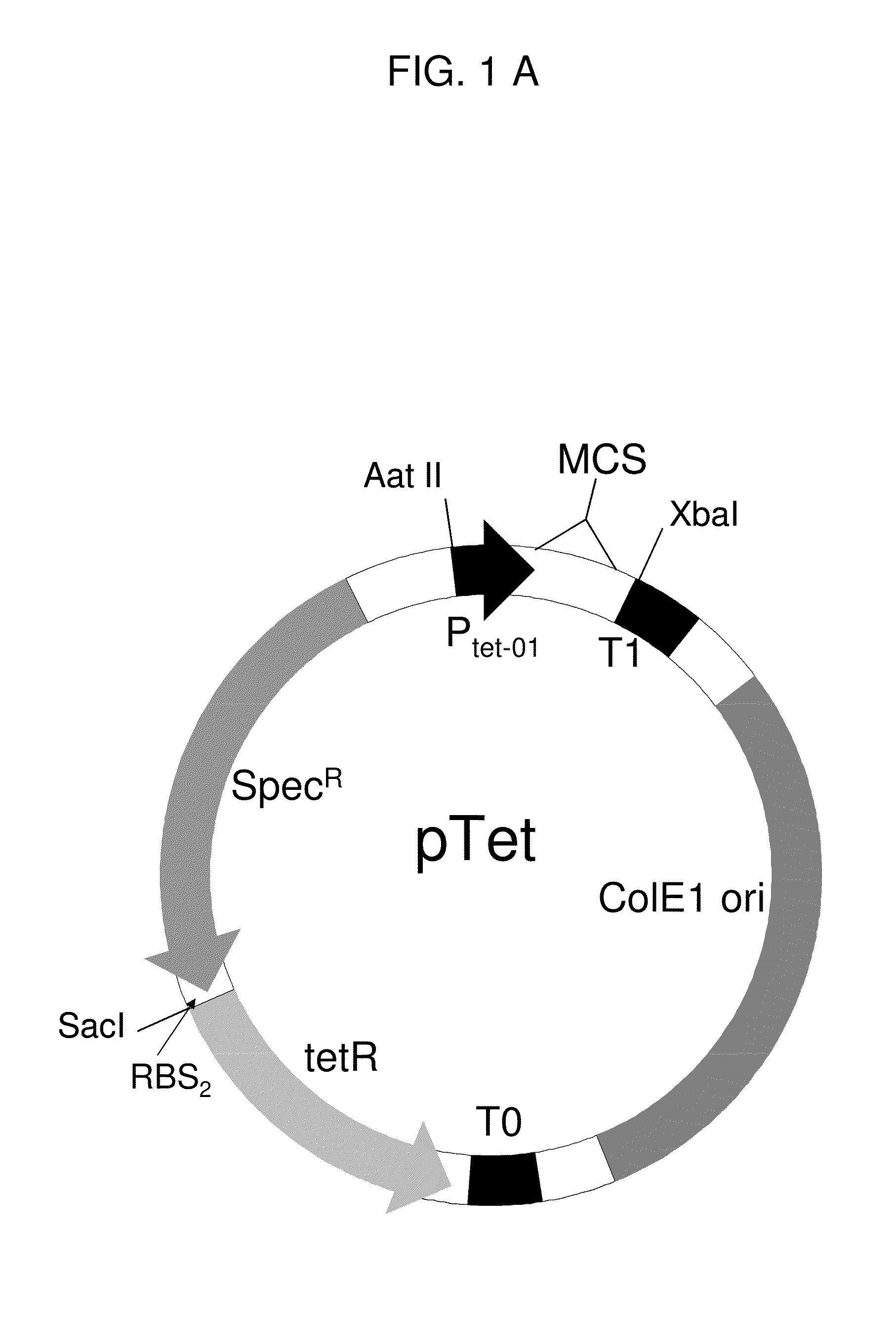 Nucleic acid encoding a self-assembling split-fluorescent protein system