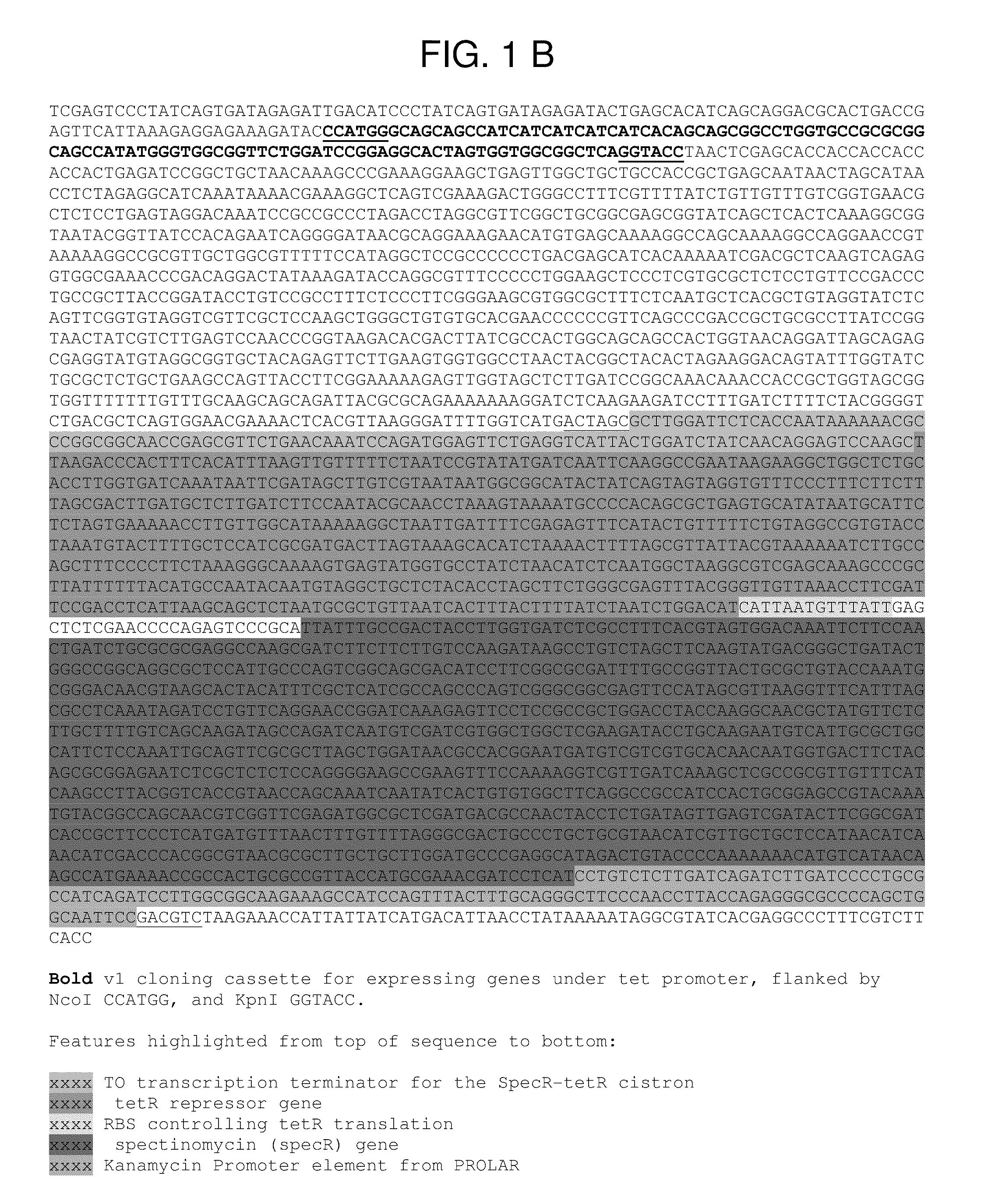 Nucleic acid encoding a self-assembling split-fluorescent protein system