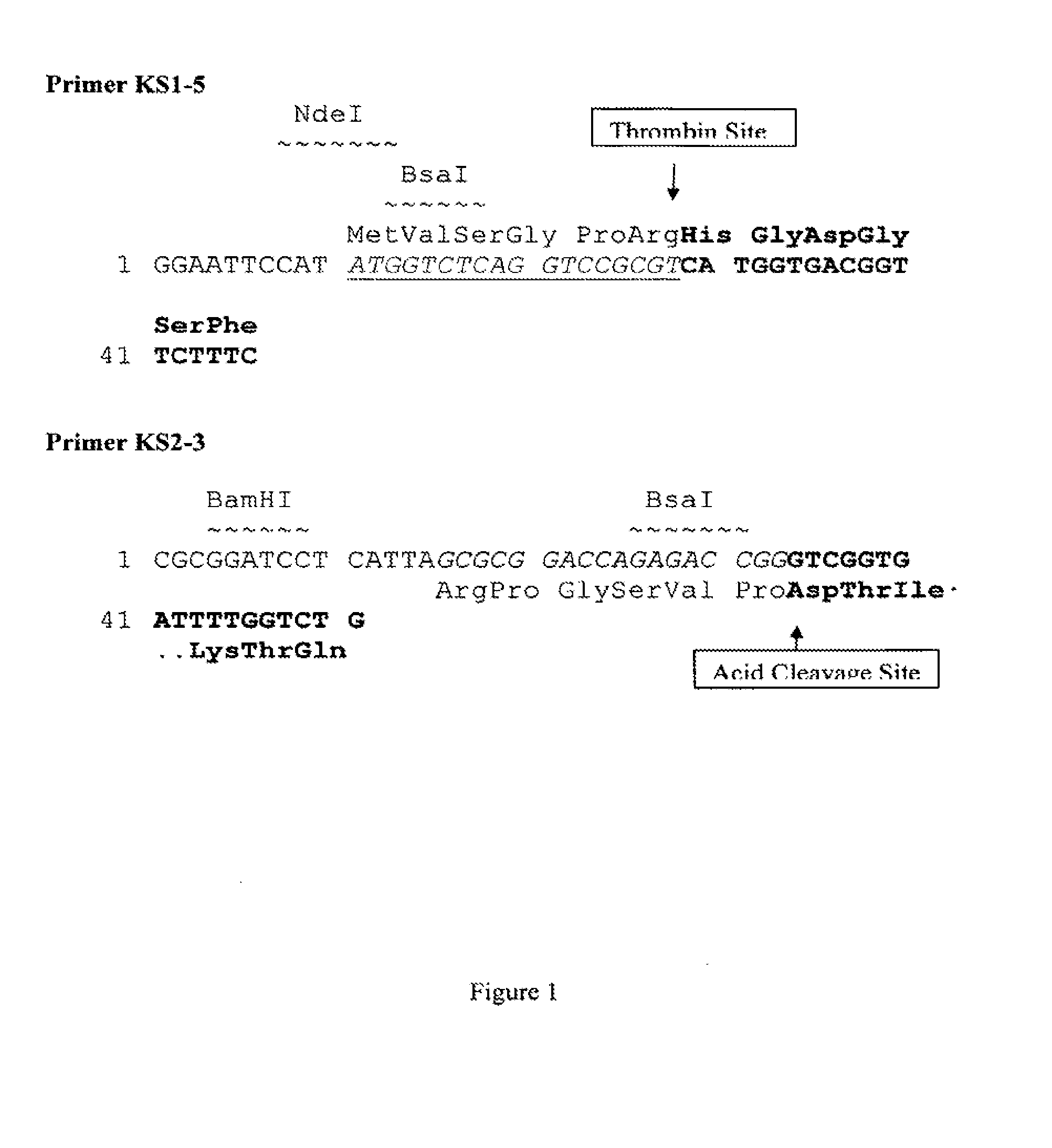 Production of glucagon-like peptide 2