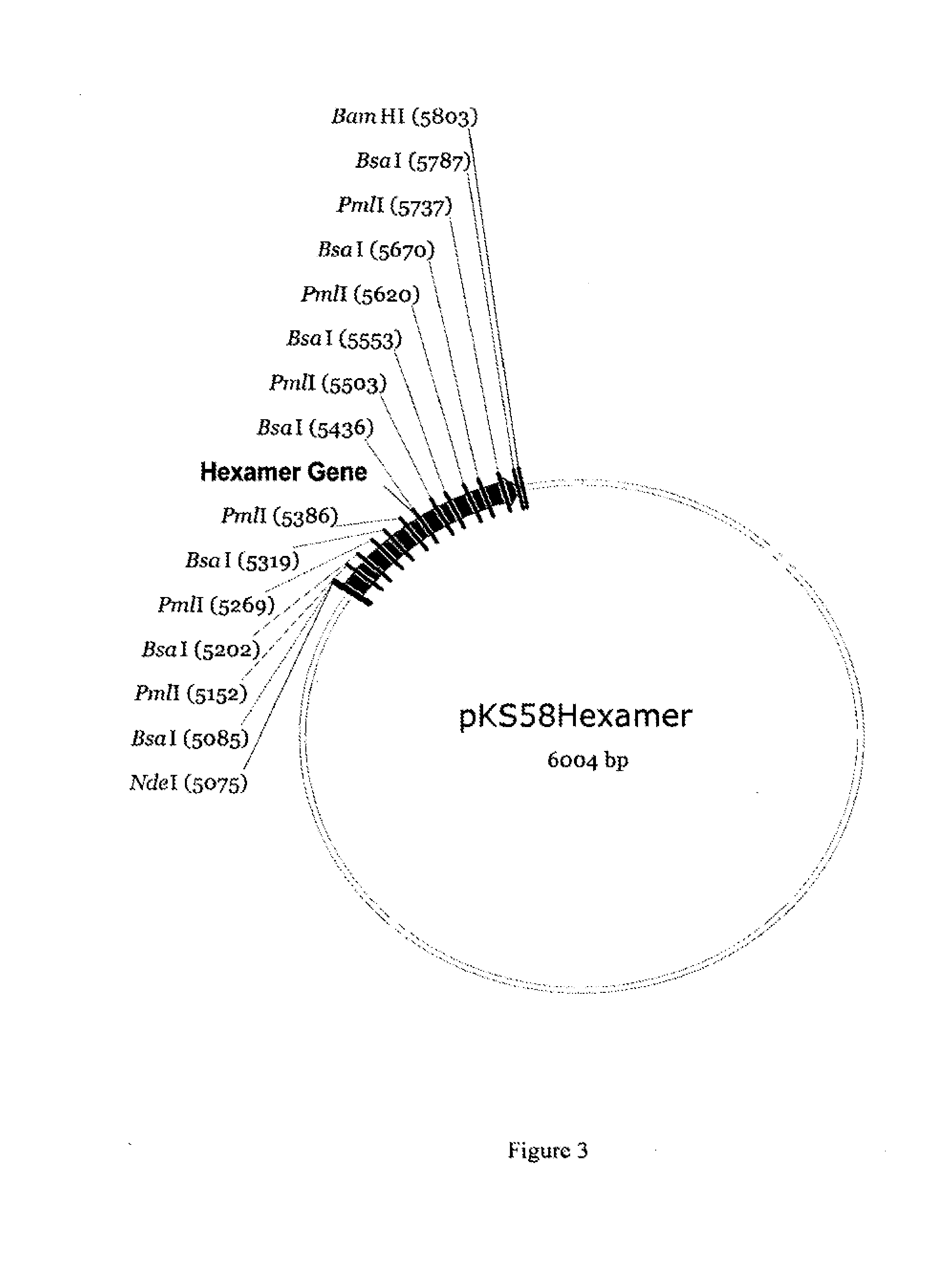 Production of glucagon-like peptide 2