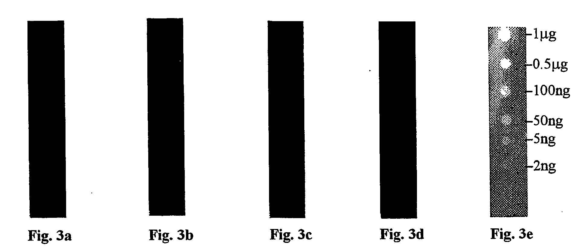 Method of visualizing proteins bound to protein-binding membranes