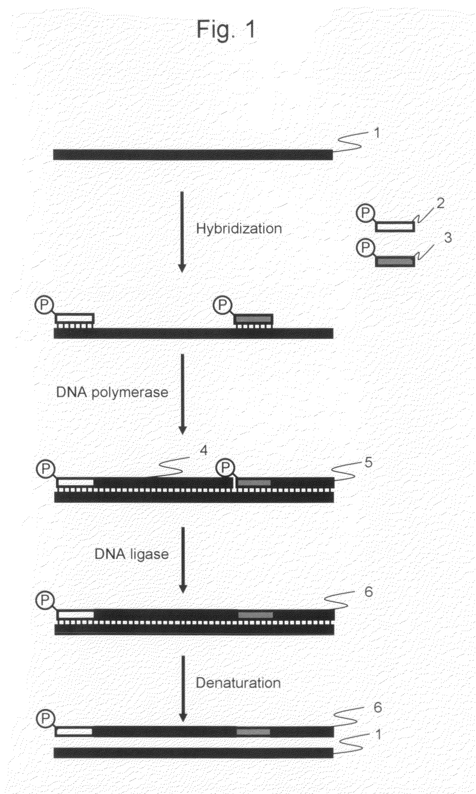 Method for amplification of long nucleic acid