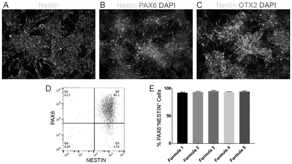 A preparation method of cerebral cortex neural stem cells and glutamatergic neurons