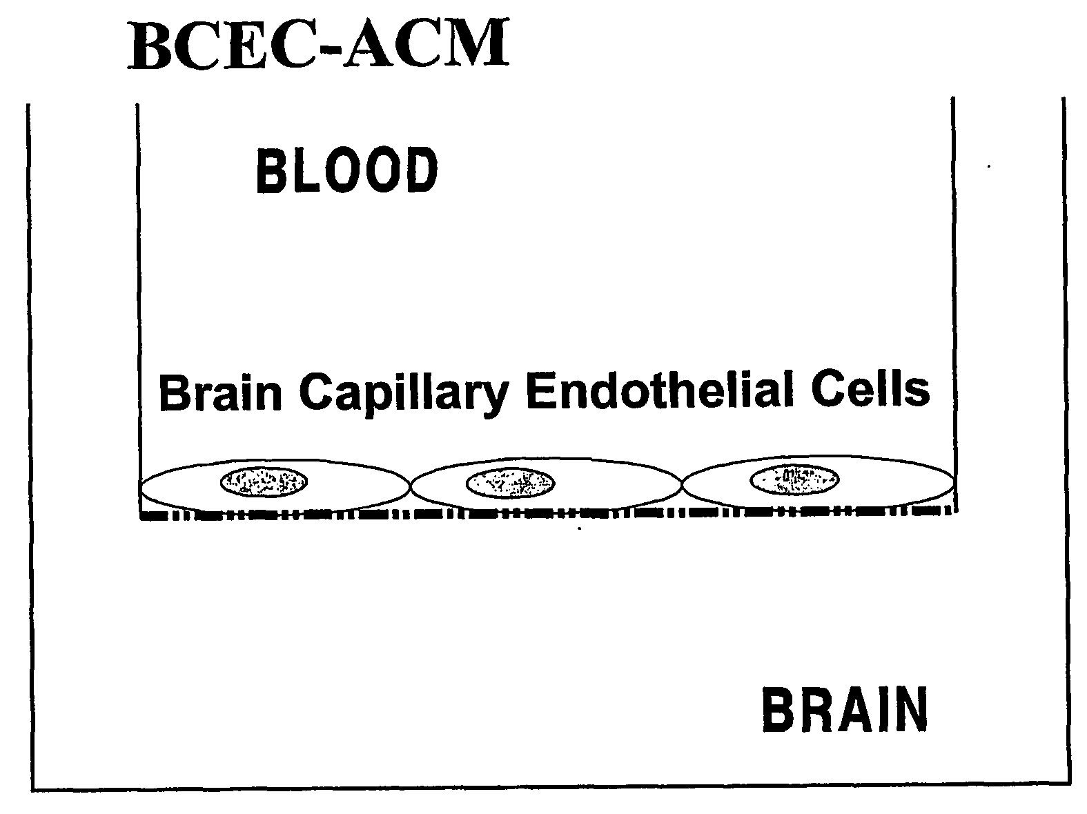 Differentially Expressed Nucleic Acids in the Blood-Brain Barrier Under Inflammatory Conditions
