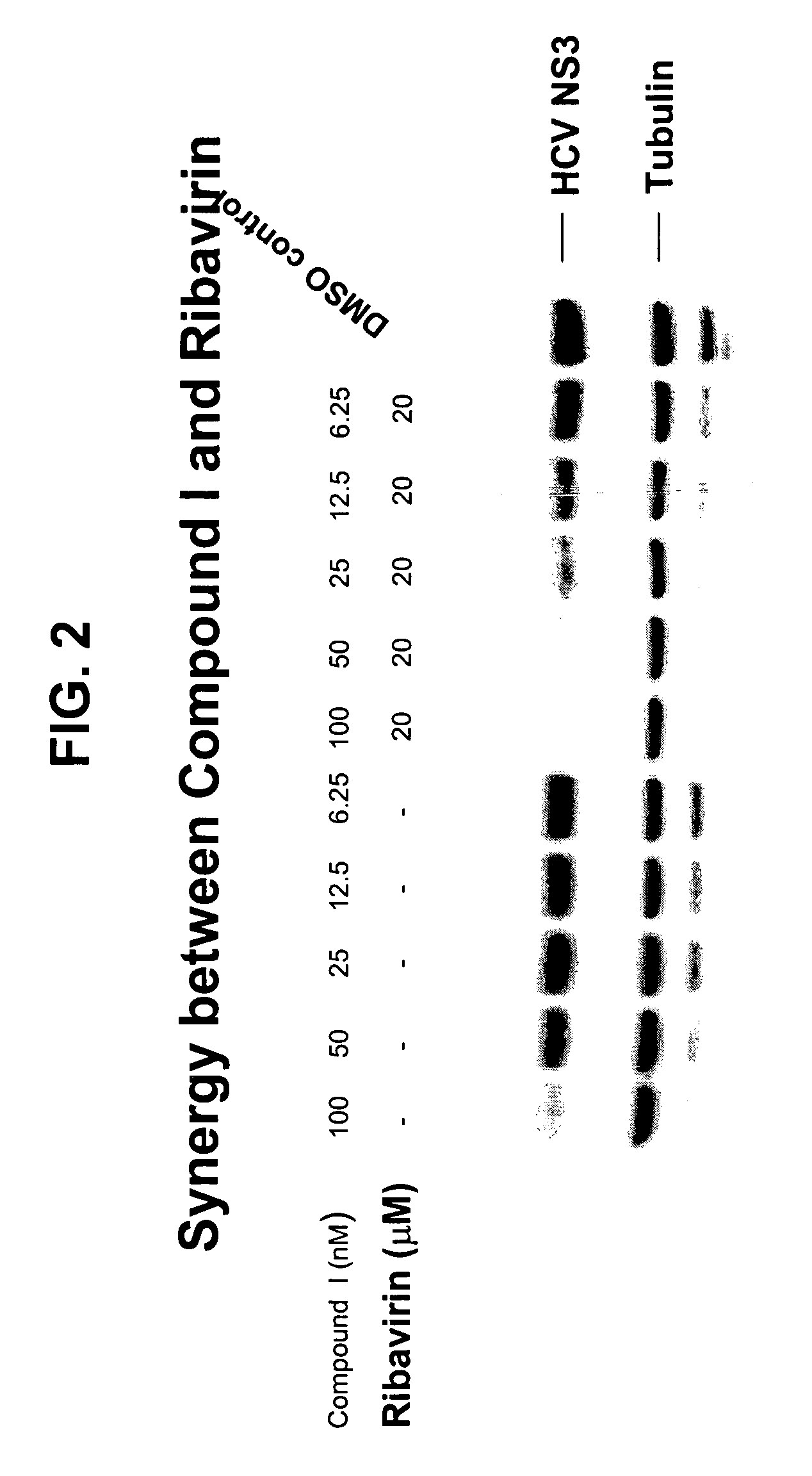 Synergistically effective combinations of dihaloacetamide compounds and interferon or ribavirin against HCV infections