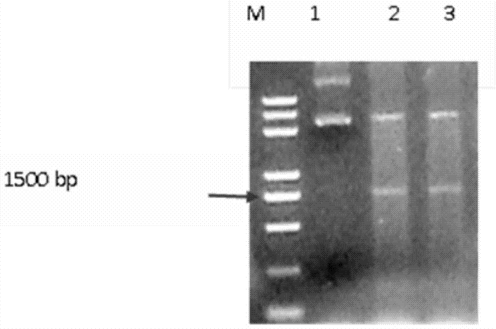 A method for genetic transformation of transgenic Stevia rebaudiana mediated by Agrobacterium rhizogenes