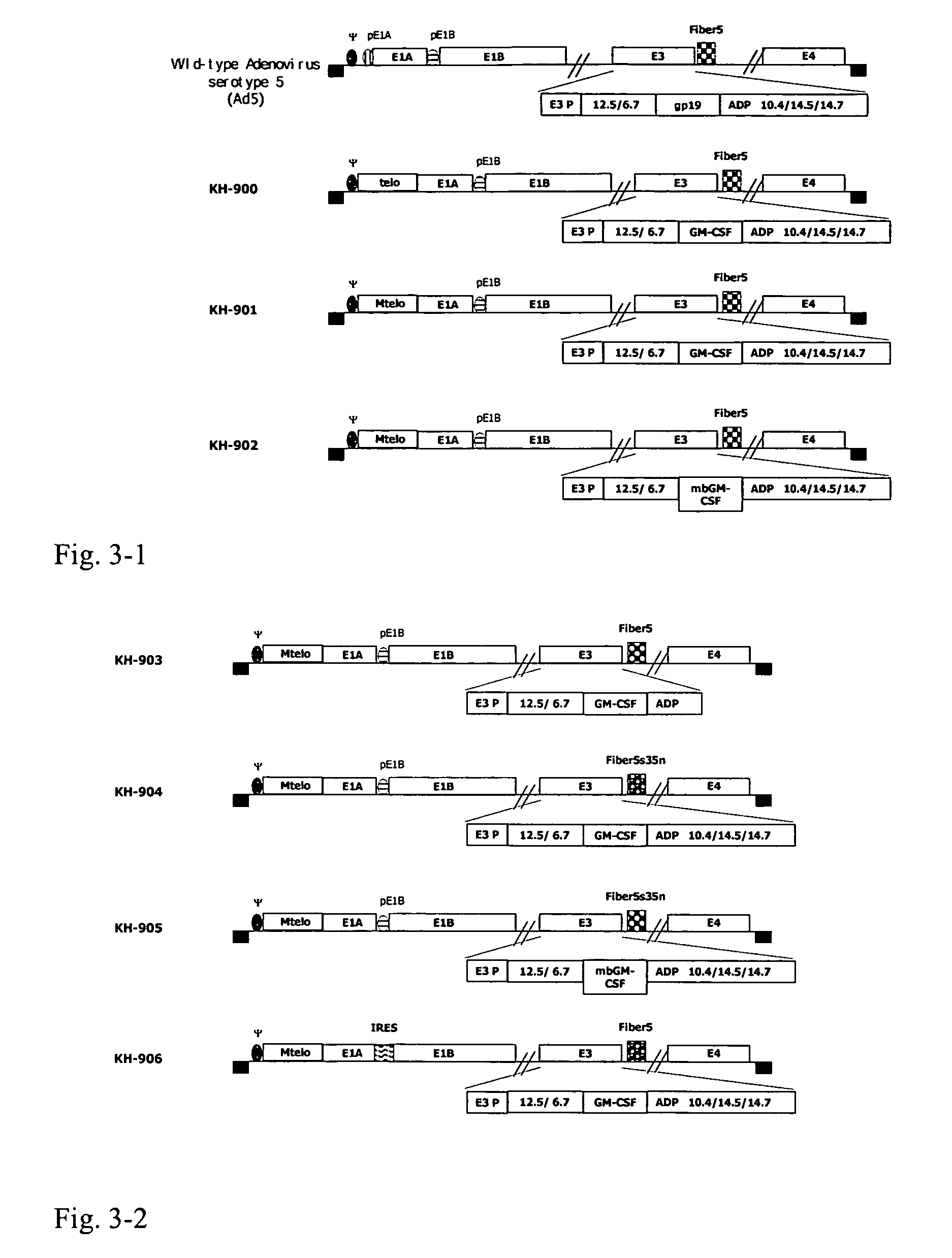 Construction of oncolytic adenovirus recombinant specifically expressing immune modulatory factor GM-CSF in tumor cells and uses thereof