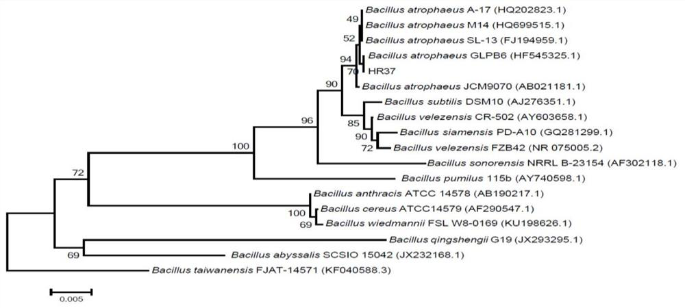 A kind of microbial agent m1 for preventing and treating corn stalk rot and its application