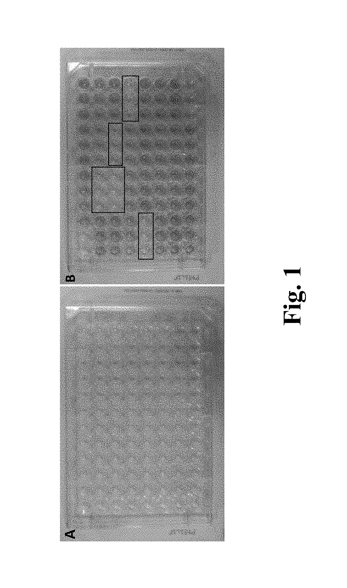 Synergistic Compositions That Reduce UV-Induced Lipid Peroxidation, Formulations and Related Methods