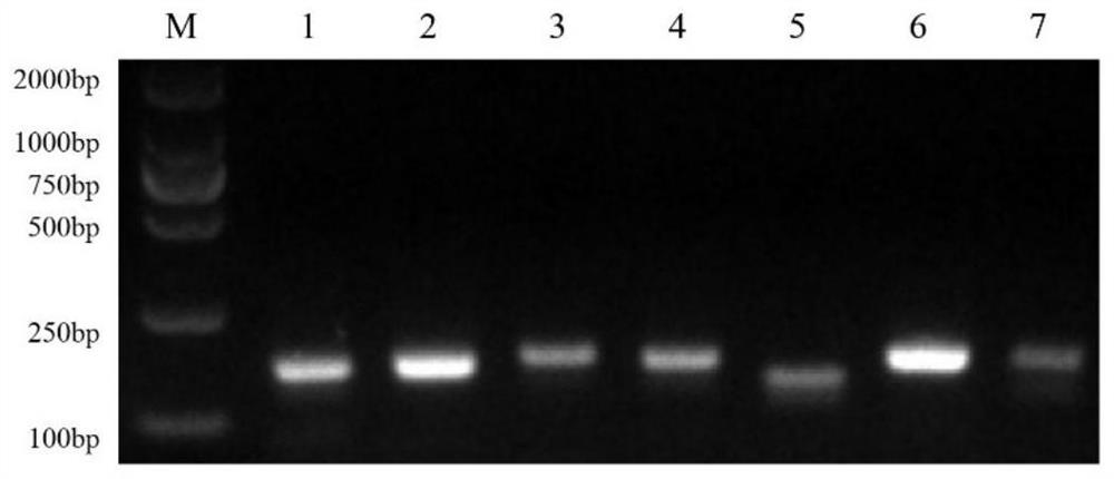 A detection kit for the visual detection of D. rottennsis and its application