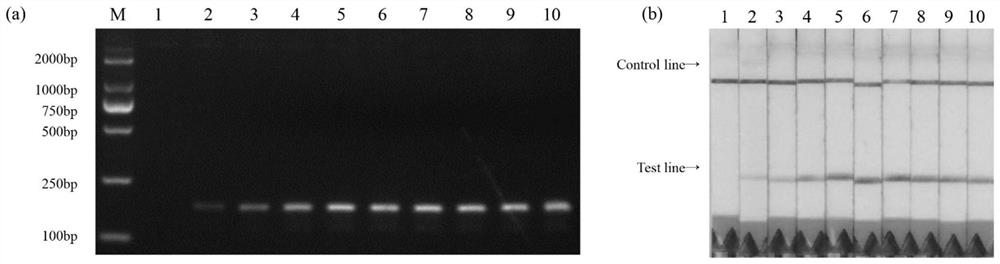 A detection kit for the visual detection of D. rottennsis and its application