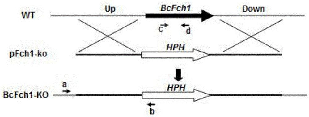 Botrytis cinerea gene BcFch1 relative to pathogenicity and application of botrytis cinerea gene BcFch1