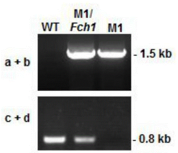 Botrytis cinerea gene BcFch1 relative to pathogenicity and application of botrytis cinerea gene BcFch1