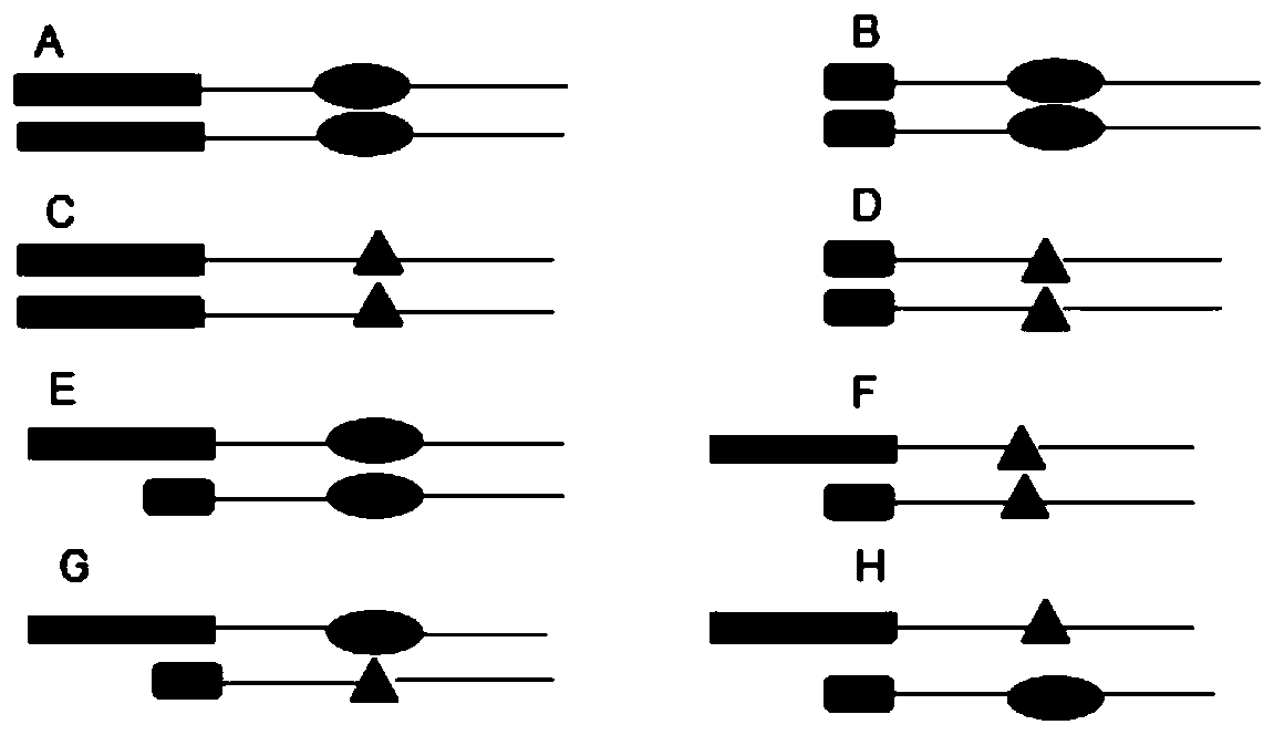 A method for analyzing mixed sample DNA based on indel-snp linkage relationship