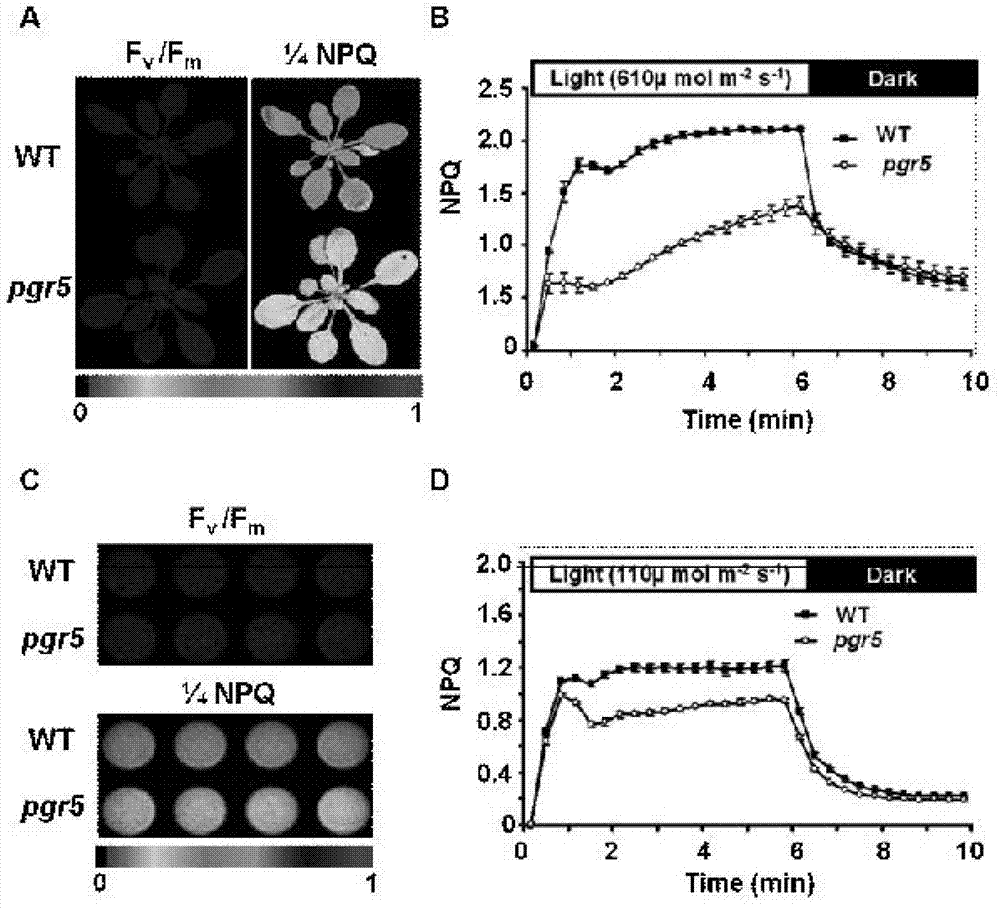 Method for researching photosynthesis through combination of chlorophyll fluorescence technique and protoplast system, and application thereof