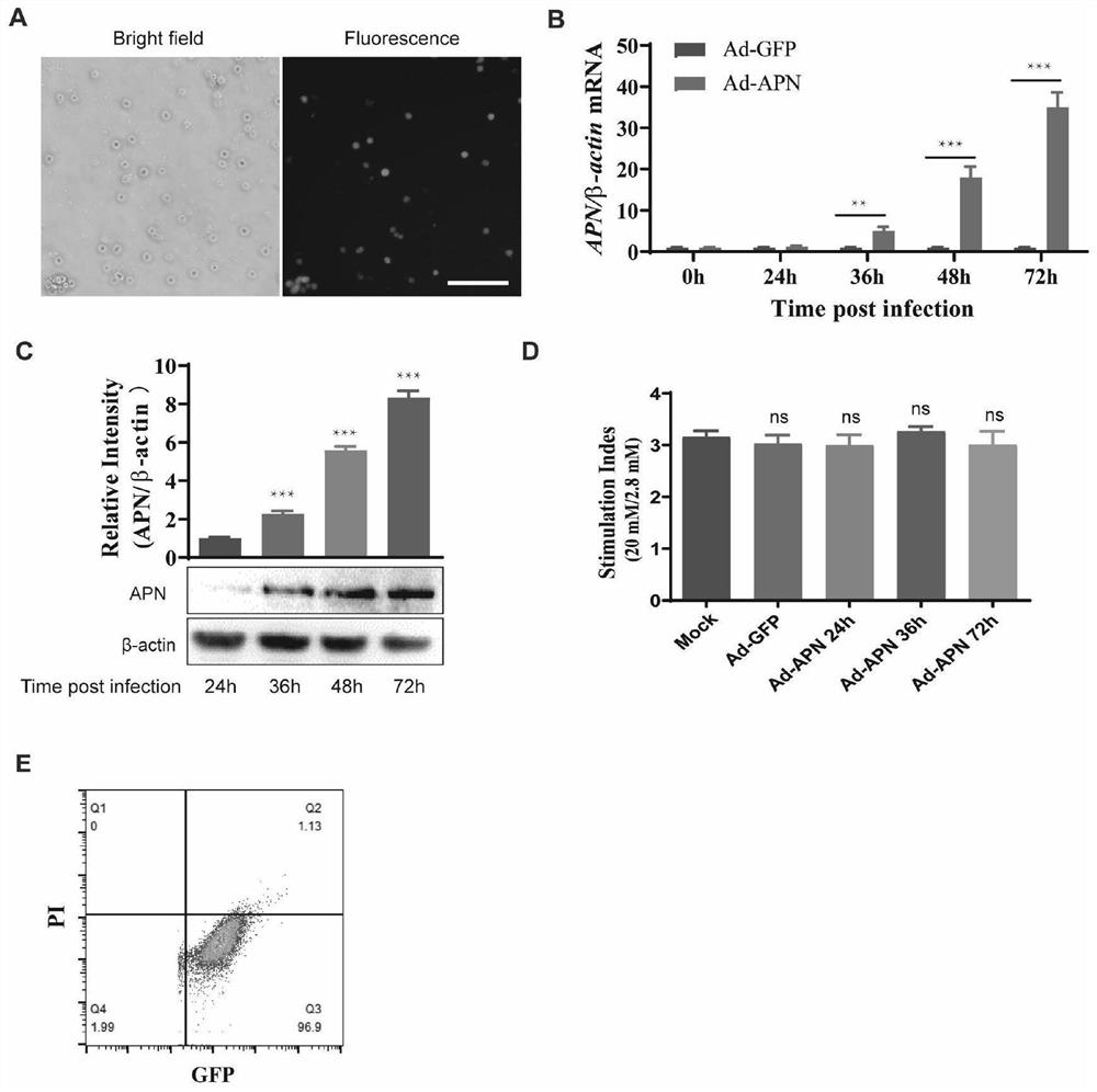 Applications of adiponectin modified islet cells in improvement or enhancement of islet transplantation